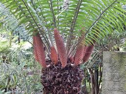 Image result for Encephalartos aplanatus