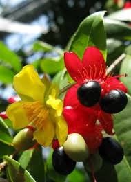 Image result for Ochna polyneura