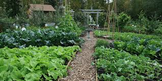 Maybe you would like to learn more about one of these? Growing Groceries Starting A Vegetable Garden Snohomish County Washington State University