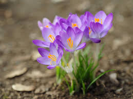 Check spelling or type a new query. Spring Crocus Plant Care Growing Guide