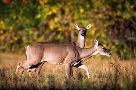 White Tail Deer In Tennessee State Of Tennessee Wildlife