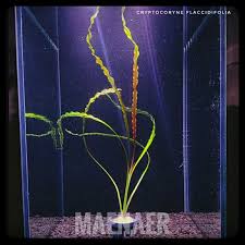 Tonkinensis is cultivated as aquarium plant. Jual Cryptocoryne Flaciddifolia Kota Depok Maenaer Tokopedia