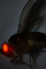 The Gene Drive Dilemma We Can Alter Entire Species But Should We The New York Times A note about the polygon count: the gene drive dilemma we can alter
