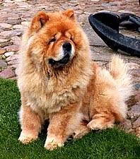 The chow chow is a dog breed originally from northern china. Chow Chow Wikipedia