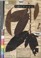 Image result for Ficus saussureana