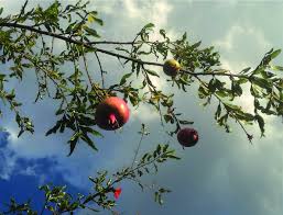 Image result for Punicaceae