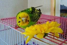 天使のインコたち そよ風のように生きて