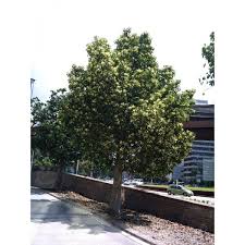 Image result for Brachychiton populneus