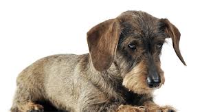 Image result for jezevčík drsnosrstý