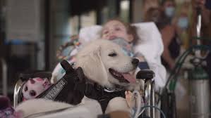 Petco dog training in wellington, fl. Girl Paralyzed In Crash Meets New Service Puppy Wpec