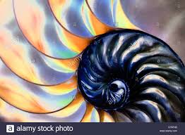 Image result for nature tree shell fractal