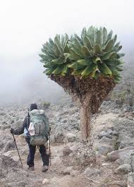 Image result for Dendrosenecio