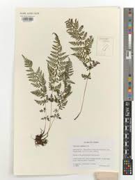 Image result for Athyrium schimperi