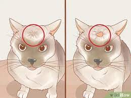 melanoma is the most dangerous form of skin cancer, and it usually affects existing moles or develops a new mole of its own. How To Recognize Skin Cancer In Cats 15 Steps With Pictures
