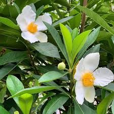 Image result for Limosella grandiflora