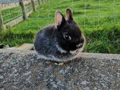 Searching to find good quality bunny rabbits for sale in alexandria, virginia? 7 Baby Rabbits For Sale Ideas Baby Rabbits For Sale Rabbits For Sale Dwarf Baby