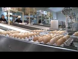 Pin On Chicken Stories