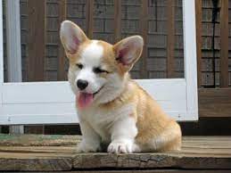 1,464 likes · 196 talking about this. Teddy Welsh Corgi 02 Jpg W450 Jpg 450 338 Welsh Corgi Puppies Cute Corgi Baby Corgi
