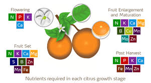 Check spelling or type a new query. 5 Best Fertilizers For Citrus Trees Reviewed In Detail Jul 2021