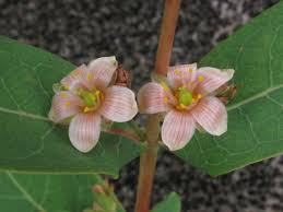 Image result for Trisetopsis milanjianum