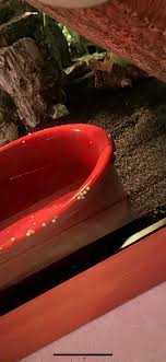 My girl Axolotl has layed eggs over a week ago they r mostly all growing  when they are hatched out there eggs where do I put them or can I leave them