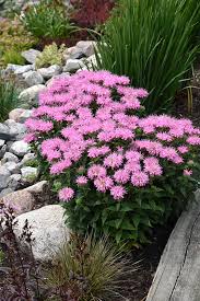 Image result for Monadenium herbaceum