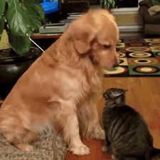 Golden Retriever Meme Smile