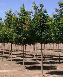 Check spelling or type a new query. Pacific Sunset Maple Acer Truncatum X A Platanoides Warrenred Timberline Trees Llc