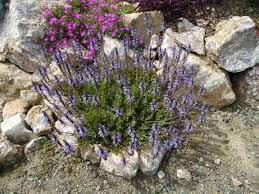 Image result for Coleus caninus