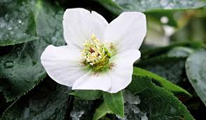 Check spelling or type a new query. Seasonal Gardening January In The Flower Garden