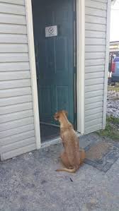 Guys At Bachelor Party Had No Idea They D End Up Saving Puppies Puppies Mastiff Puppies Animal Rescue Stories