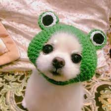 Hand Knitted Frog Hat Dog Hat Cat Clothes Dog Accessories