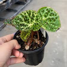 Image result for Berkheya ferox