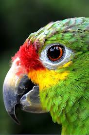 Bird S Eye View Parrot Pet Birds Beautiful Birds