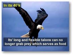 How high can an eagle fly. True Facts About Eagles For Writing Out Loud