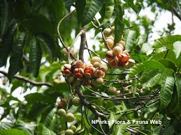 Image result for Polystachya troupiniana