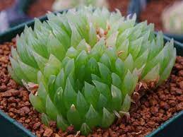 Haworthia Cooperi Var Picturata World Of Succulents Succulents Haworthia Cooperi Haworthia Succulents