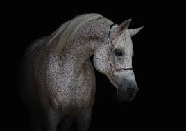 Oorzaken + oplossingen zwarte schimmel prijs zwarte schimmel behandelen waarom vochtexpert inschakelen? Paarden Fotobehang Schimmel Muurdeco4kids