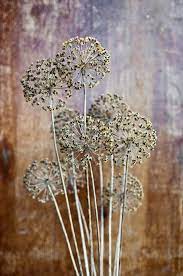Pin By Gloria On Brown And Grey Flowers Planting Flowers Plants