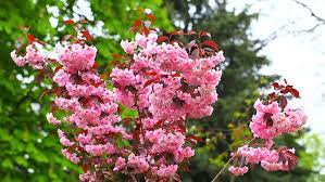 David fairchild, who worked for the u.s. Cherry Blossom Flowers Japanese Sakura Stock Footage Video 100 Royalty Free 16382107 Shutterstock