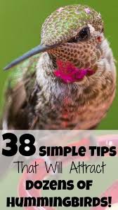 How To Attract Hummingbirds 38 Simple Tips 2020 Guide Colibris Oiseaux Des Jardins Et Jardinage