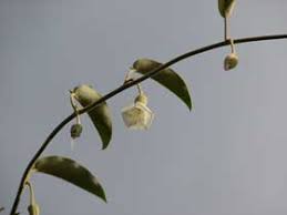 Image result for Bonamia