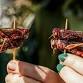Hokitika Wildfoods Festival – 14th March 2026 event image