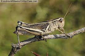 One to two hours after sunrise, they move to the ground and bask by orienting either their sides or their backs perpendicular to the rays of the sun. Two Striped Grasshopper Works Of The Creator An All Creatures Photo Journal