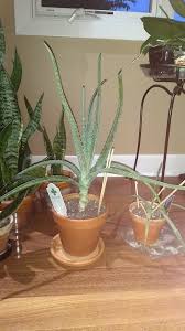 Usually if they need water the leaves change from full and plump to thin and or shriveled. Aloe Plant Growing Weird Thinner Leaves After 4 Years