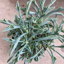Image result for Senecio kayomborum