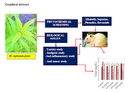 Image result for Melastomastrum capitatum