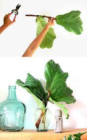 Fiddle Leaf Fig Propagation 100 Success In 2 Easy Ways Water Plants Indoor Fiddle Leaf Fig Fiddle Fig Tree