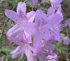 Rhododendron Corsage Azaleas Rhododendron Plants