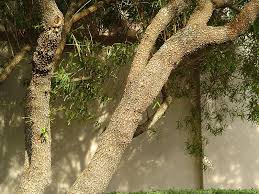 Image result for Salacia rhodesiaca